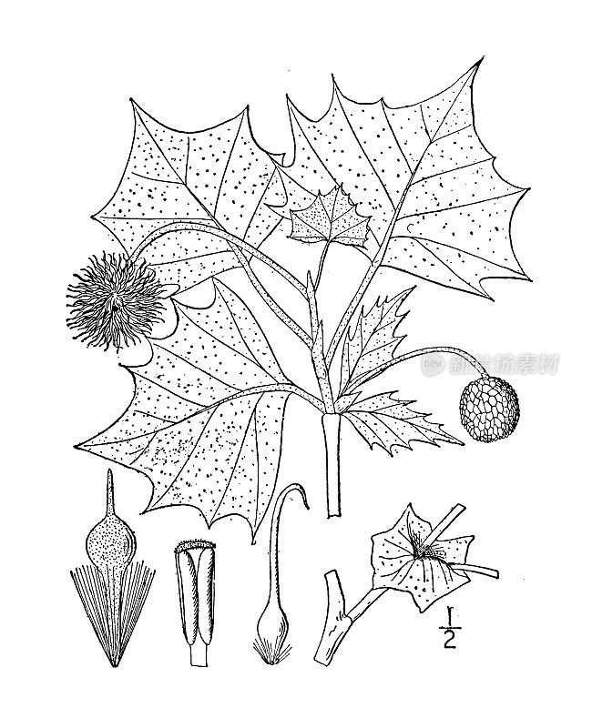 古植物学植物插图:西花Platanus western entalis，纽扣木，梧桐树